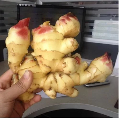 New Crop Fresh Ginger From China 100g, 150g, 200g and 250g