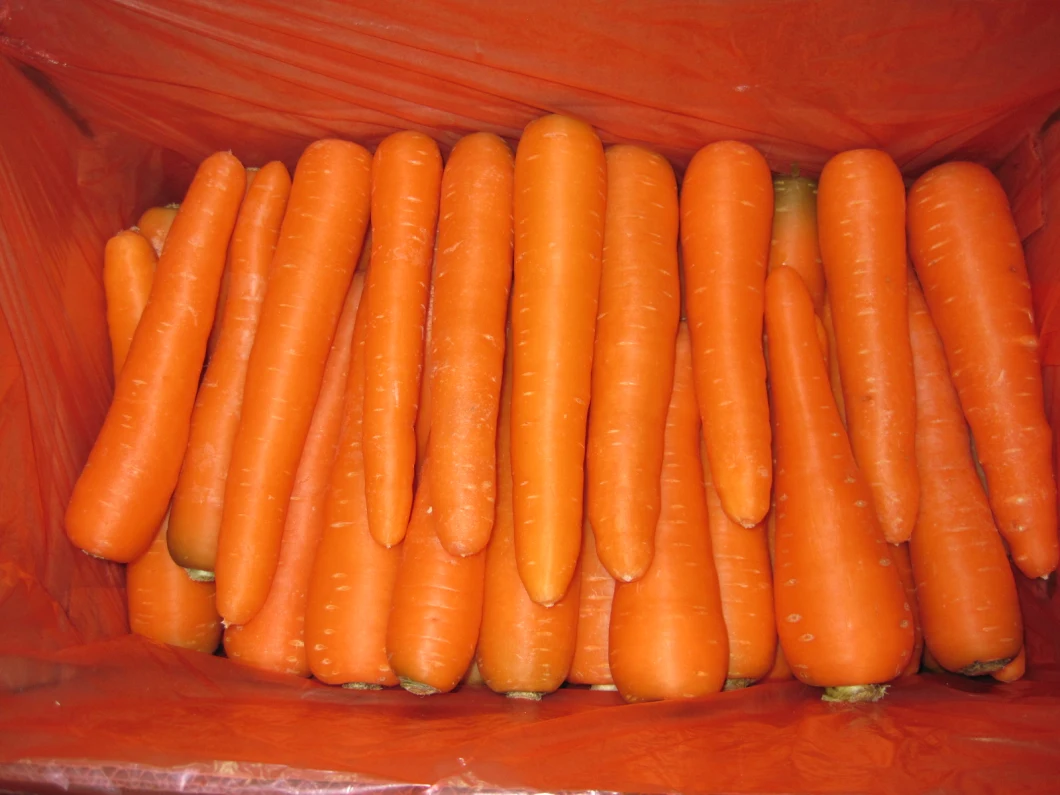 Good Quality Chinese Fresh Carrot