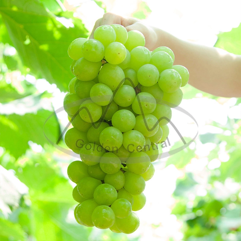 Wholesale 100% Natural Sunshine Fresh Green Grapes