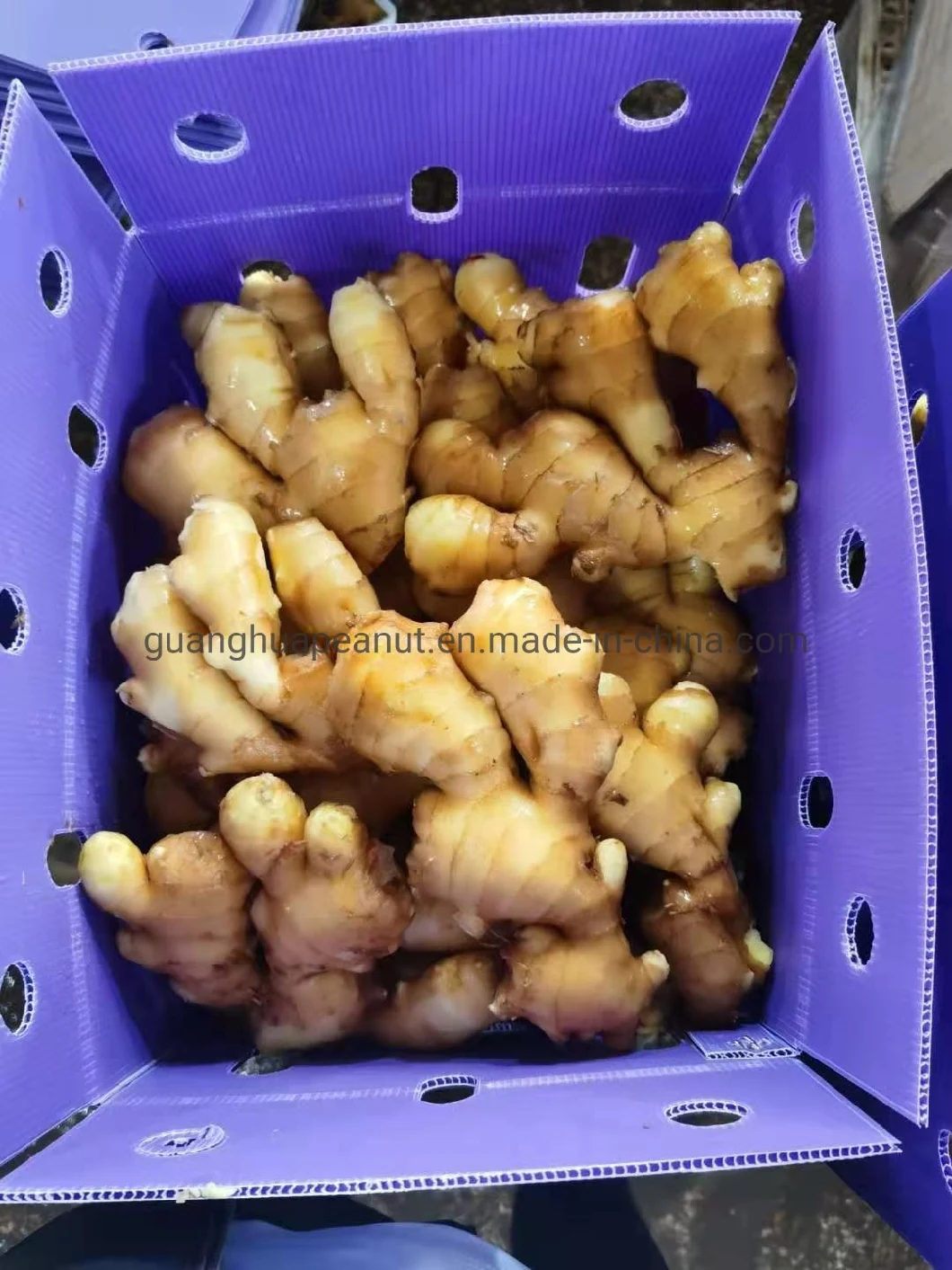 Best Quality Big Size Fresh Dry Ginger