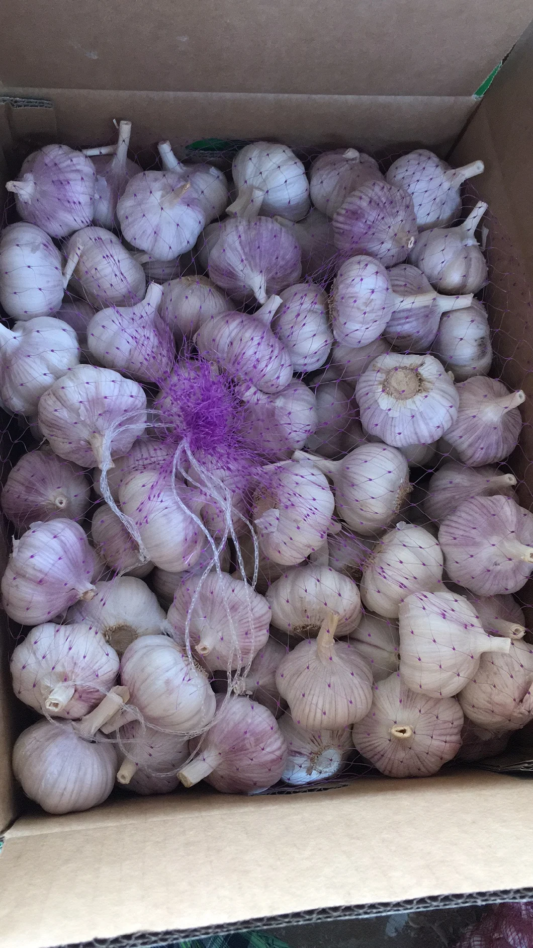 Fresh Pure White Garlic /Normal White Garlic/White Garlic with SGS Certificate