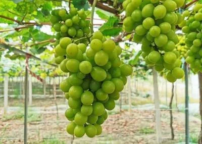 China Shine Muscat Grape Seedless