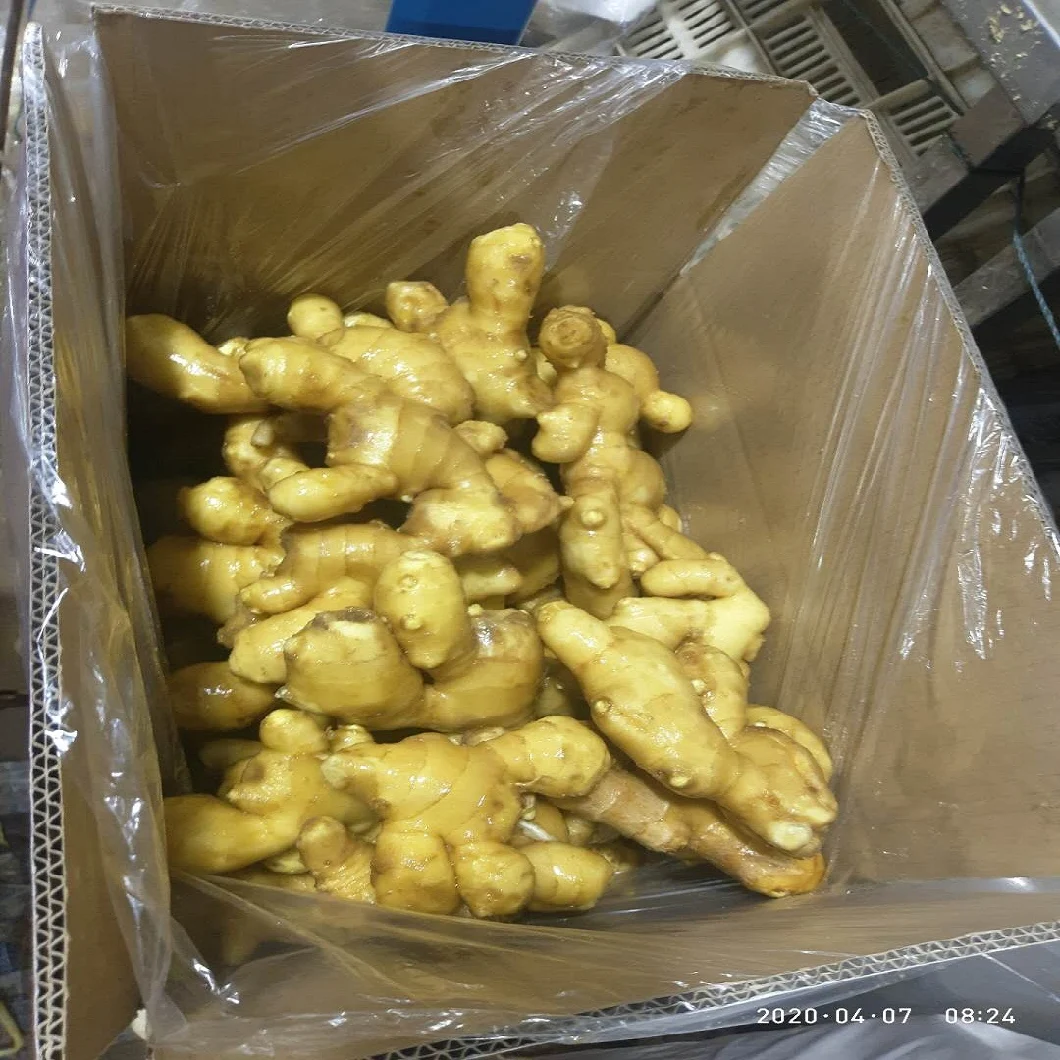 Supply Selected Super Quality Chinese Fresh or Air Dried Ginger