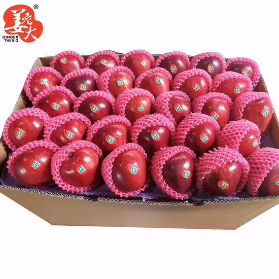 Good Quality Full Red Color 2020 Year New Crop FUJI Apple