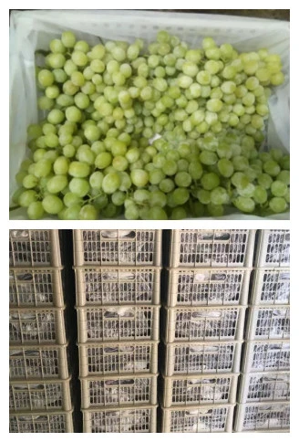 New Crop High Quality Fresh Green Grape for Exporting