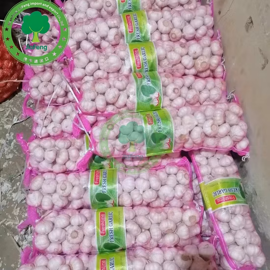 Nova safra de alho branco fresco chinês de boa qualidade