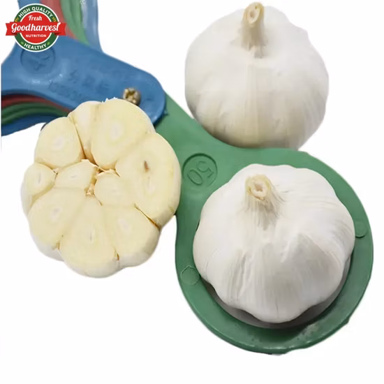 2022 Nova safra de alta qualidade 4,5 cm, 5,0 cm, 5,5 cm, 6,0 cm Alho fresco branco chinês de Jining Rich Farmer