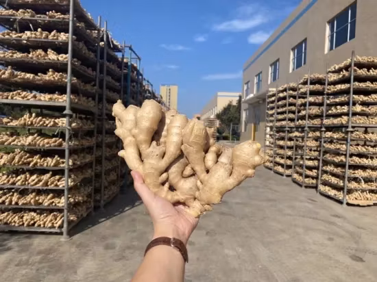 Comida saudável Gengibre fresco em pequenos sacos de malha Gengibre Gengibre orgânico Gengibre verde fresco
