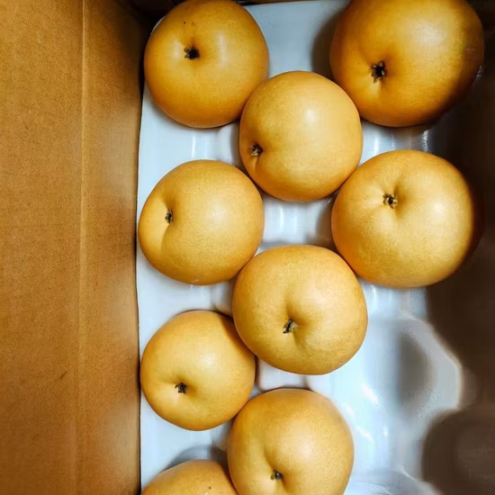 Pêra fresca chinesa de qualidade premium nova safra 2022