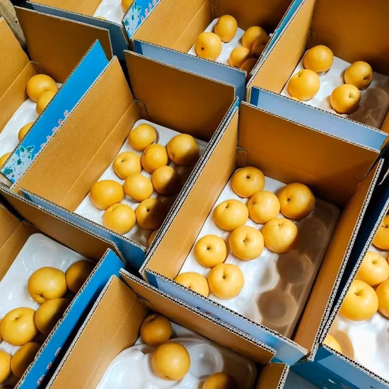 Nova safra chinesa Pêra Singo fresca Pêra dourada Pêra coroa Pêra Ya